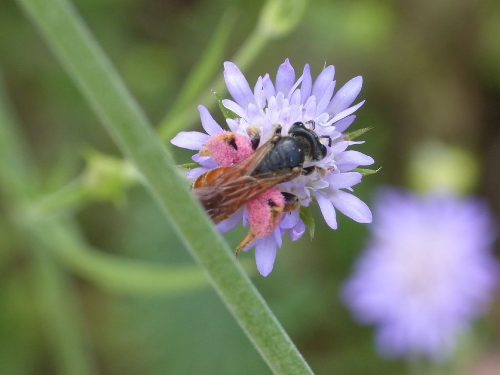 Andrena sp.,  femmina.